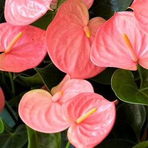 Anthurium Pink 6"