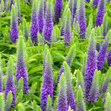 Load image into Gallery viewer, Veronica 1G/6"
