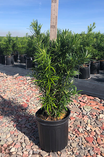 Yew Podocarpus