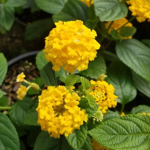 Lantana Gold 3G/10''