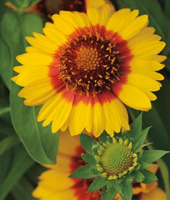 Gaillardia Mesa Bright Bicolor 6