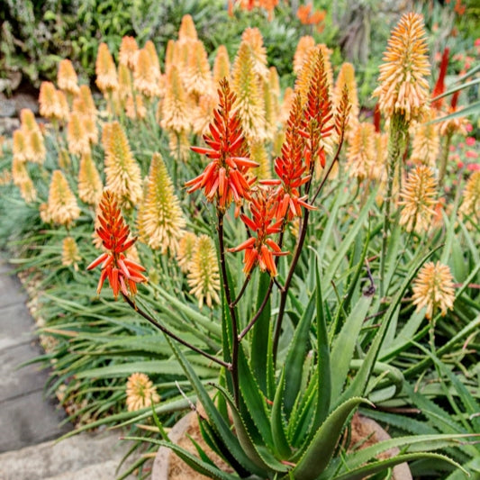 Aloe Ruby 4