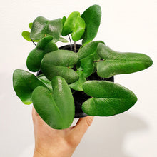 Load image into Gallery viewer, Heart Fern
