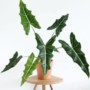 Alocasia Sariana 6"