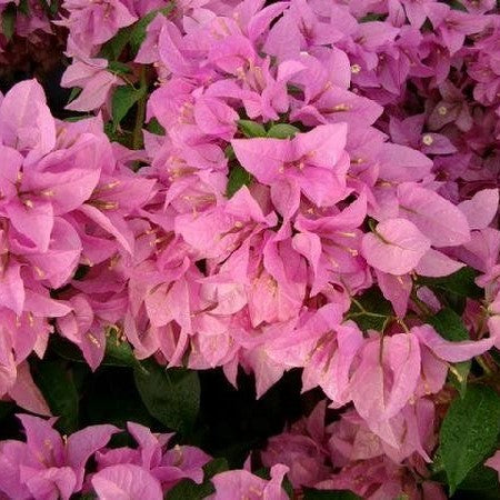 Bougainvillea Silhouette Bush 3G/10”