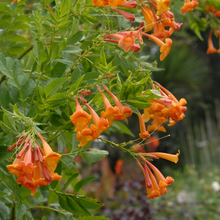 Load image into Gallery viewer, Tecoma 3G/10"

