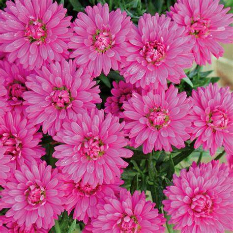 Aster Pink 4.5''