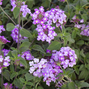 Lantana Lavender Trailing 6"