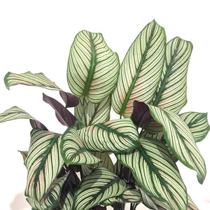 Calathea White Star 6"