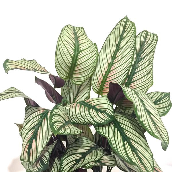 Calathea White Star 6