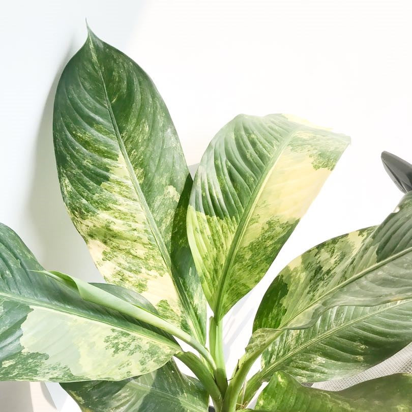 variegated elephant ear dieffenbachia Dieffenbachia Elena 8" – Casaplanta Miami