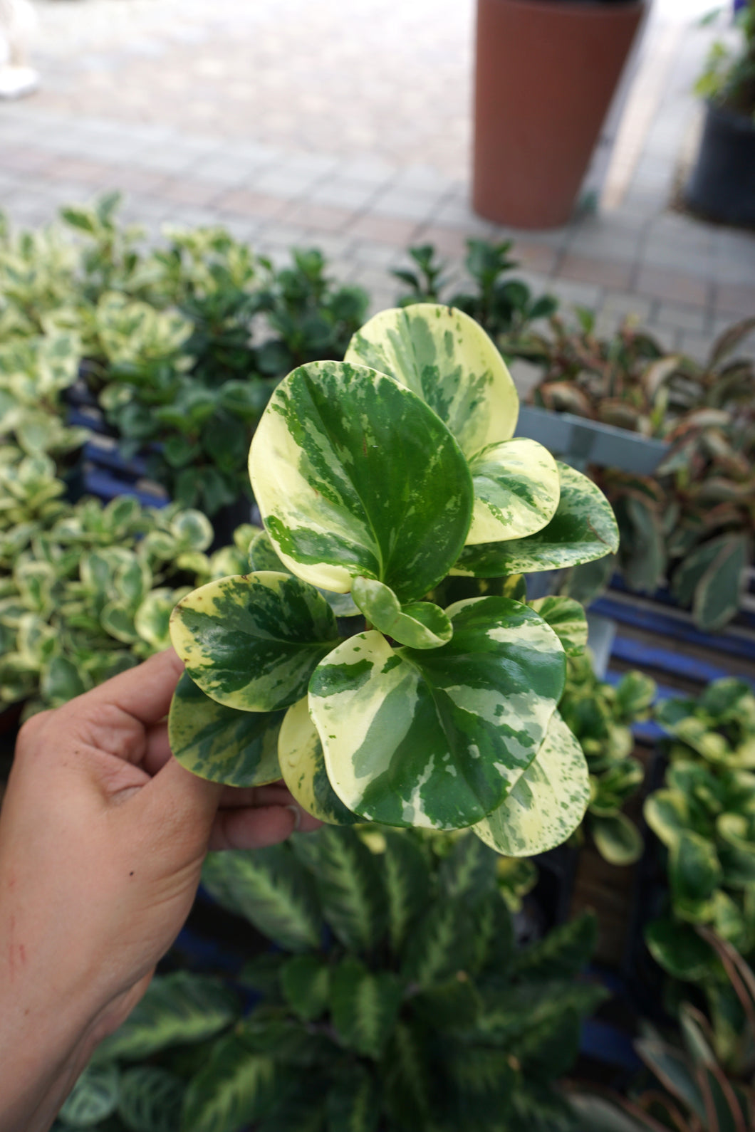 Peperomia Marble 4''