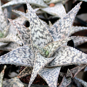 Aloe White Fox 4"