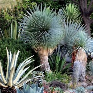 Yucca Rostrata Silver Select – Casaplanta Miami